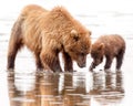 Brown Bear Mother and Cub Digging for Clams