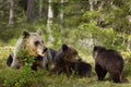 Brown bear mother with cubs Royalty Free Stock Photo