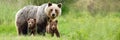 Brown bear mother with two cubs on green meadow with copy space.