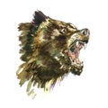 Brown bear muzzle, growling side view, hand painted watercolor illustration
