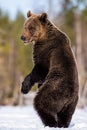 Brown bear with open mouth standing on his hind legs Royalty Free Stock Photo