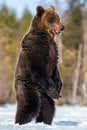 Brown bear with open mouth standing on his hind legs. Royalty Free Stock Photo