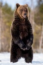 Brown bear with open mouth standing on his hind legs Royalty Free Stock Photo