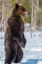 Brown bear with open mouth standing on his hind legs on the snow in winter forest. Royalty Free Stock Photo