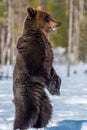 Brown bear with open mouth standing on his hind legs on the snow in winter forest. Royalty Free Stock Photo