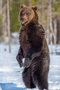 Brown bear with open mouth standing on his hind legs on the snow in winter forest. Royalty Free Stock Photo