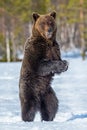 Brown bear with open mouth standing on his hind legs on the snow in winter forest. Royalty Free Stock Photo