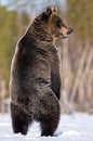 Brown bear with open mouth standing on his hind legs in winter forest. Royalty Free Stock Photo