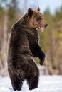 Brown bear with open mouth standing on his hind legs in winter forest. Royalty Free Stock Photo