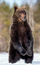 Brown bear with open mouth standing on his hind legs in winter forest Royalty Free Stock Photo