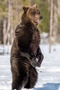 Brown bear with open mouth standing on his hind legs in winter forest. Royalty Free Stock Photo