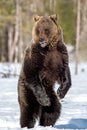 Brown bear with open mouth standing on his hind legs in winter forest. Royalty Free Stock Photo