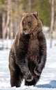 Brown bear with open mouth standing on his hind legs in winter forest. Royalty Free Stock Photo