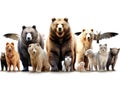 Ai Generated illustration Wildlife Concept of Brown bear and other asian animals. Isolated on white Royalty Free Stock Photo