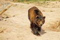 Brown Bear Royalty Free Stock Photo