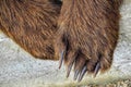 Brown bear paws with big claws closeup - thick fur - bear claws