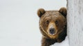 A brown bear peeking out of a snow covered wall, AI