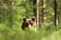 Brown bear peeking over the hill