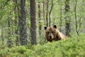 Brown bear peeking over the hill