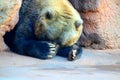 A brown bear playing peekaboo or hide in go seek