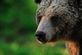 Brown bear portrait