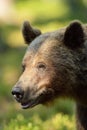 Brown bear portrait