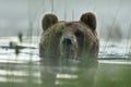 Brown bear portrait in water. Bear head above the water