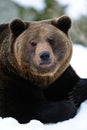 Brown bear portrait in winter