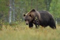 Brown bear powerful pose in the bog Royalty Free Stock Photo