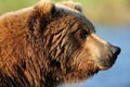 Brown Bear Profile