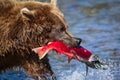 Brown bear with red salmon Royalty Free Stock Photo