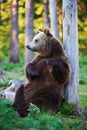 Brown bear in relax Royalty Free Stock Photo