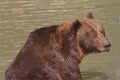 A brown bear resting in water / Ursus arctos