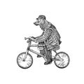 Brown bear rides a bike. Antique gentleman in a cap and coat. Victorian Ancient Retro Clothing. A man on a cycle