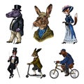 Brown bear rides a bike. Fox and monkey, hippopotamus and Hare or rabbit on a scooter. Antique gentleman in a cap and