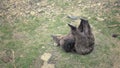 Brown bear rolls on his back and plays with his legs, lying bear