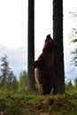 Brown bear rubs his back against a tree. Bear standing.