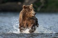 Brown bear running on the river and fishing for salmon. Brown bear chasing sockeye salmon at a river. Front view. Kamchatka brown