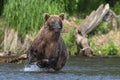 Brown bear running on the river and fishing for salmon. Brown bear chasing sockeye salmon at a river. Front view. Kamchatka brown