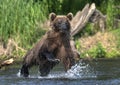 Brown bear running on the river and fishing for salmon. Brown bear chasing sockeye salmon at a river. Front view. Kamchatka brown