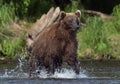 Brown bear running on the river and fishing for salmon. Brown bear chasing sockeye salmon at a river. Front view. Kamchatka brown
