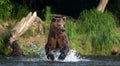 Brown bear running on the river and fishing for salmon. Brown bear chasing sockeye salmon at a river. Front view. Kamchatka brown