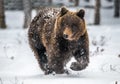 Brown bear running on the snow in the winter forest. Front view.