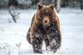 Brown bear running on the snow in the winter forest. Front view. Snowfall.
