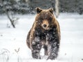 Brown bear running in the snow in the winter forest. Front view. Snowfall.