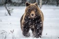 Brown bear running on the snow in the winter forest. Front view. Snowfall. Scientific name: Ursus arctos. Natural habitat. Winter