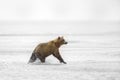 Brown Bear Running in the Surf Royalty Free Stock Photo
