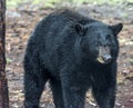 Brown bear Royalty Free Stock Photo