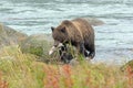 Brown Bear With a Salmon In Its Mouth Royalty Free Stock Photo