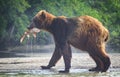 Brown bear with salmon lunch in his mouth at Lake Kuril